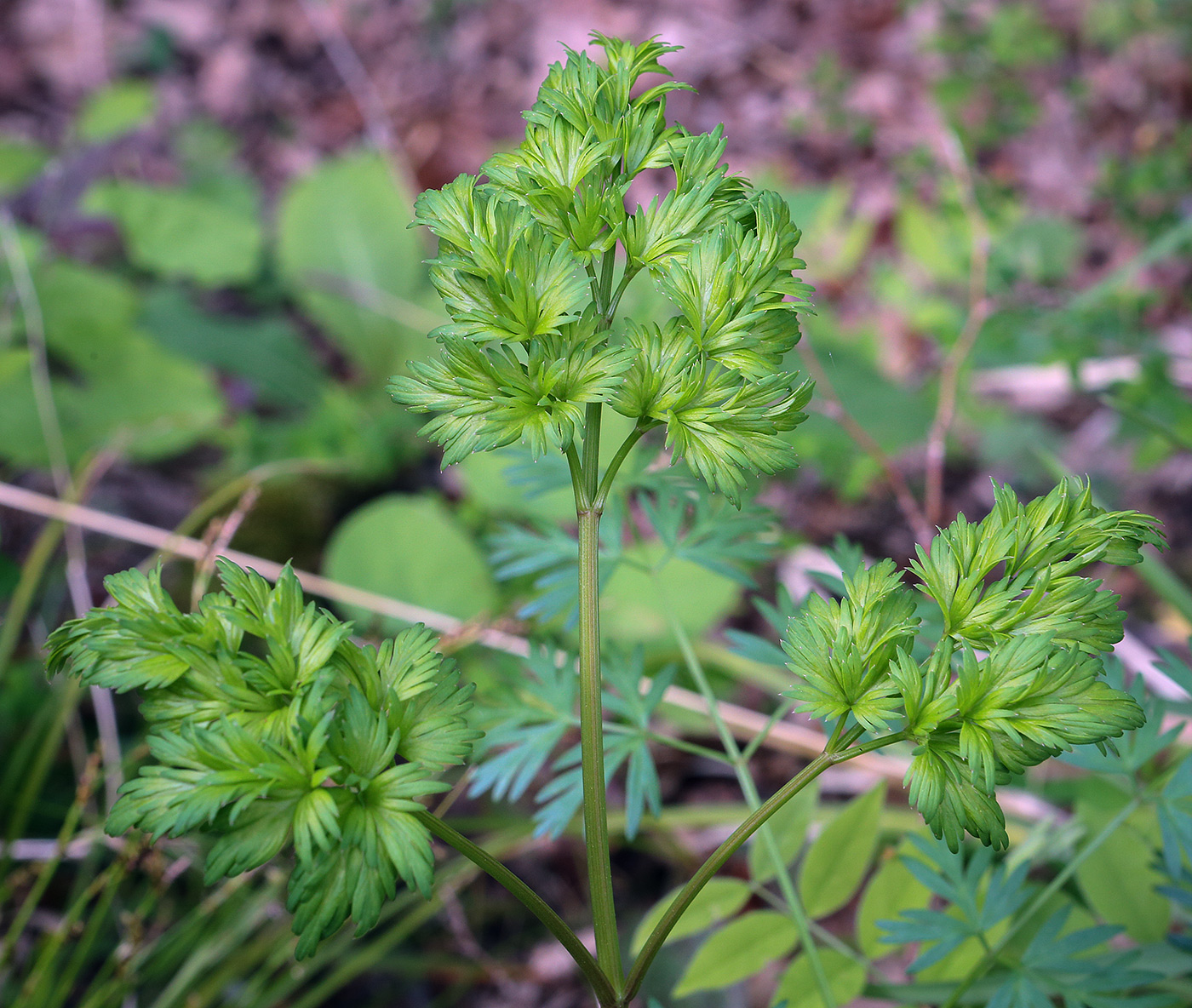 Image of familia Apiaceae specimen.