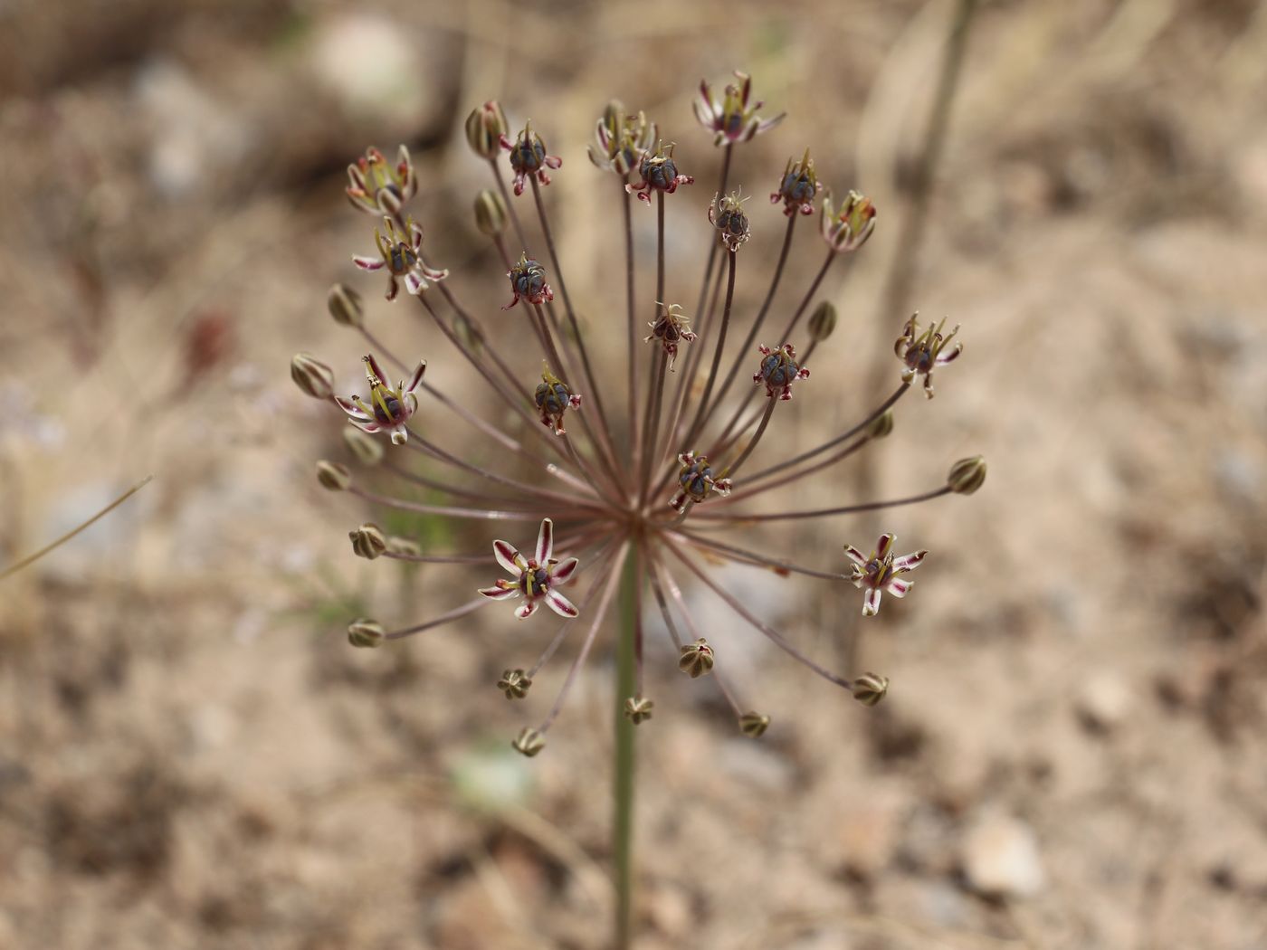 Image of Allium verticillatum specimen.