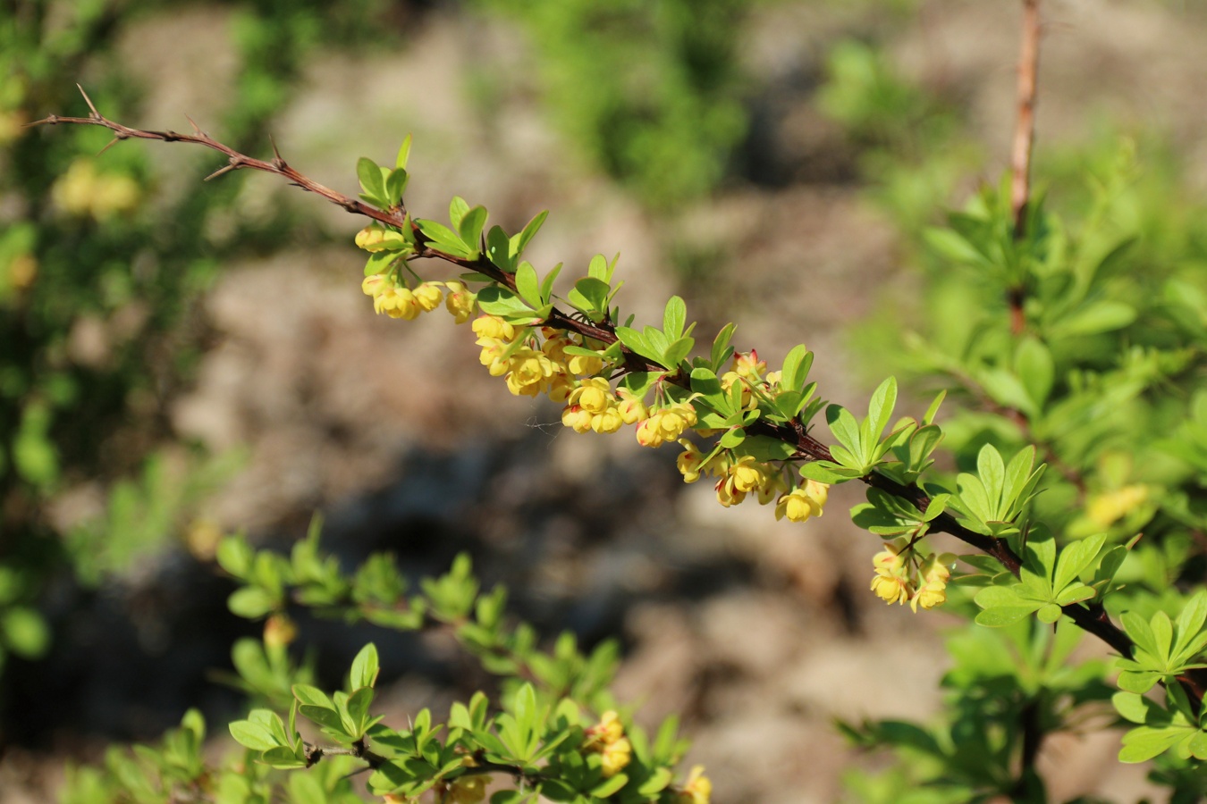 Изображение особи Berberis thunbergii.