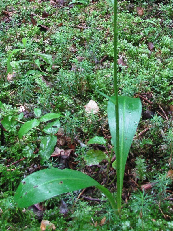 Изображение особи Platanthera bifolia.