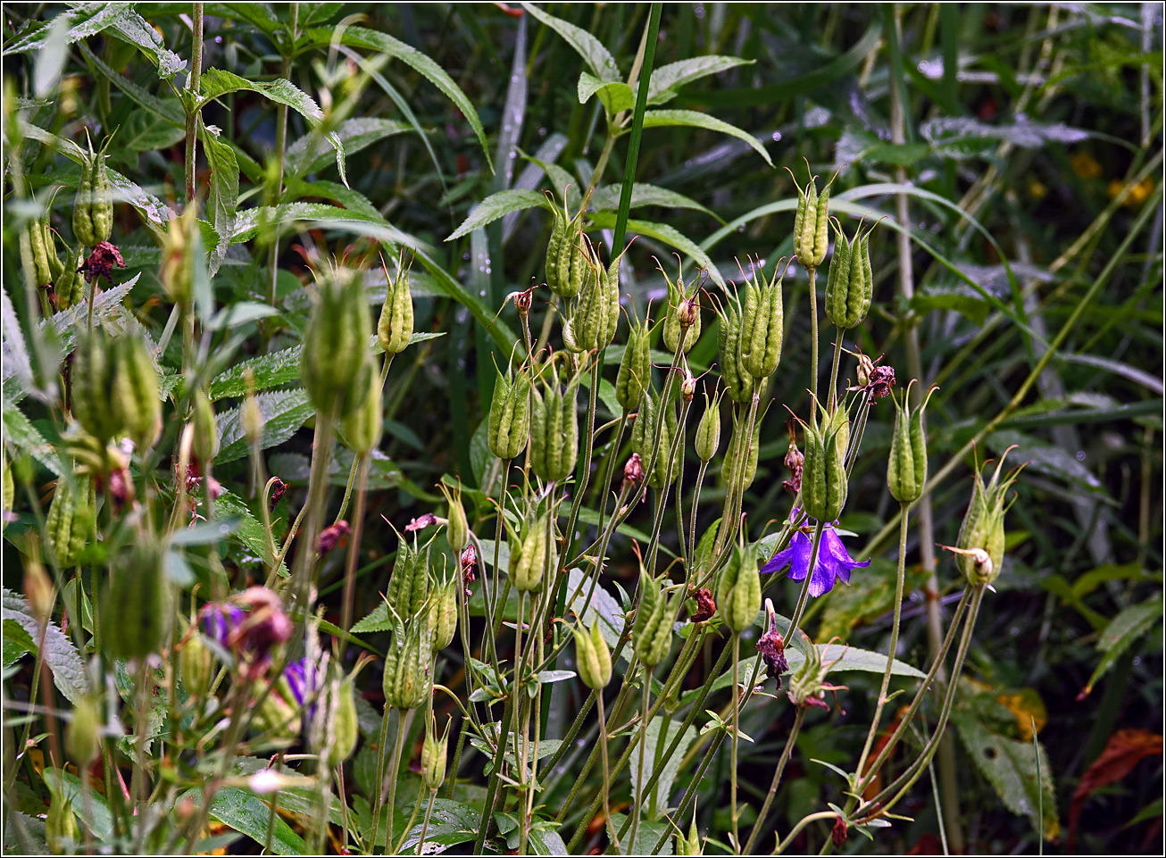 Image of Aquilegia vulgaris specimen.