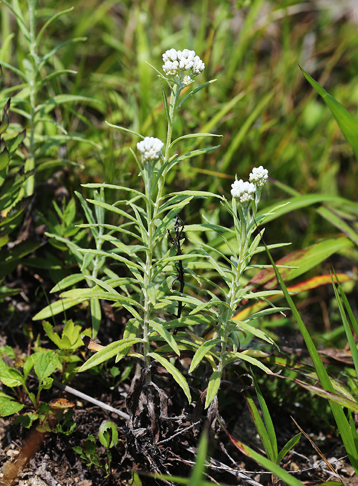 Изображение особи Anaphalis pterocaulon.