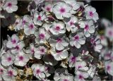 Phlox paniculata