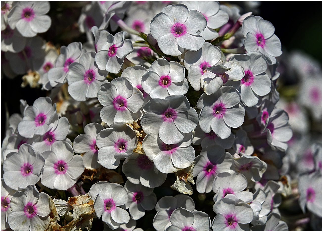 Image of Phlox paniculata specimen.