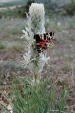 Asphodeline taurica. Соцветие с бабочкой Arctia festiva и верхушки листьев. Крым, гора Агармыш. 14.04.2024.