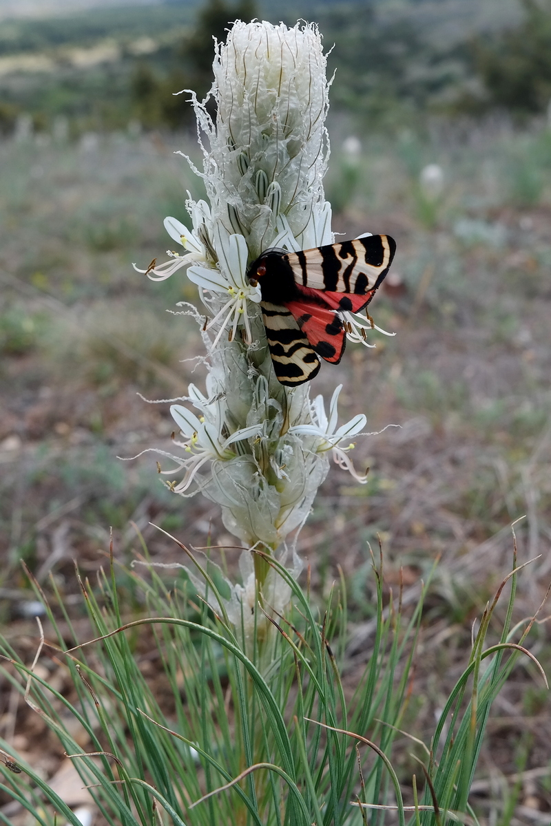 Изображение особи Asphodeline taurica.