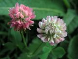 Trifolium hybridum. Соцветия. Ульяновск, Заволжский р-н, луг перед Парком 40-летия ВЛКСМ. 18.08.2024.