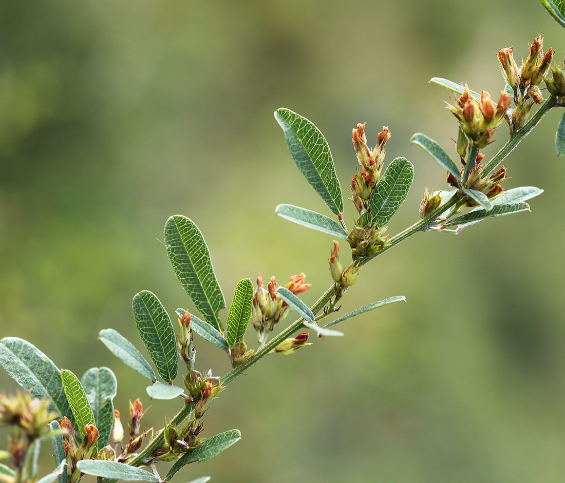 Image of Lespedeza davurica specimen.