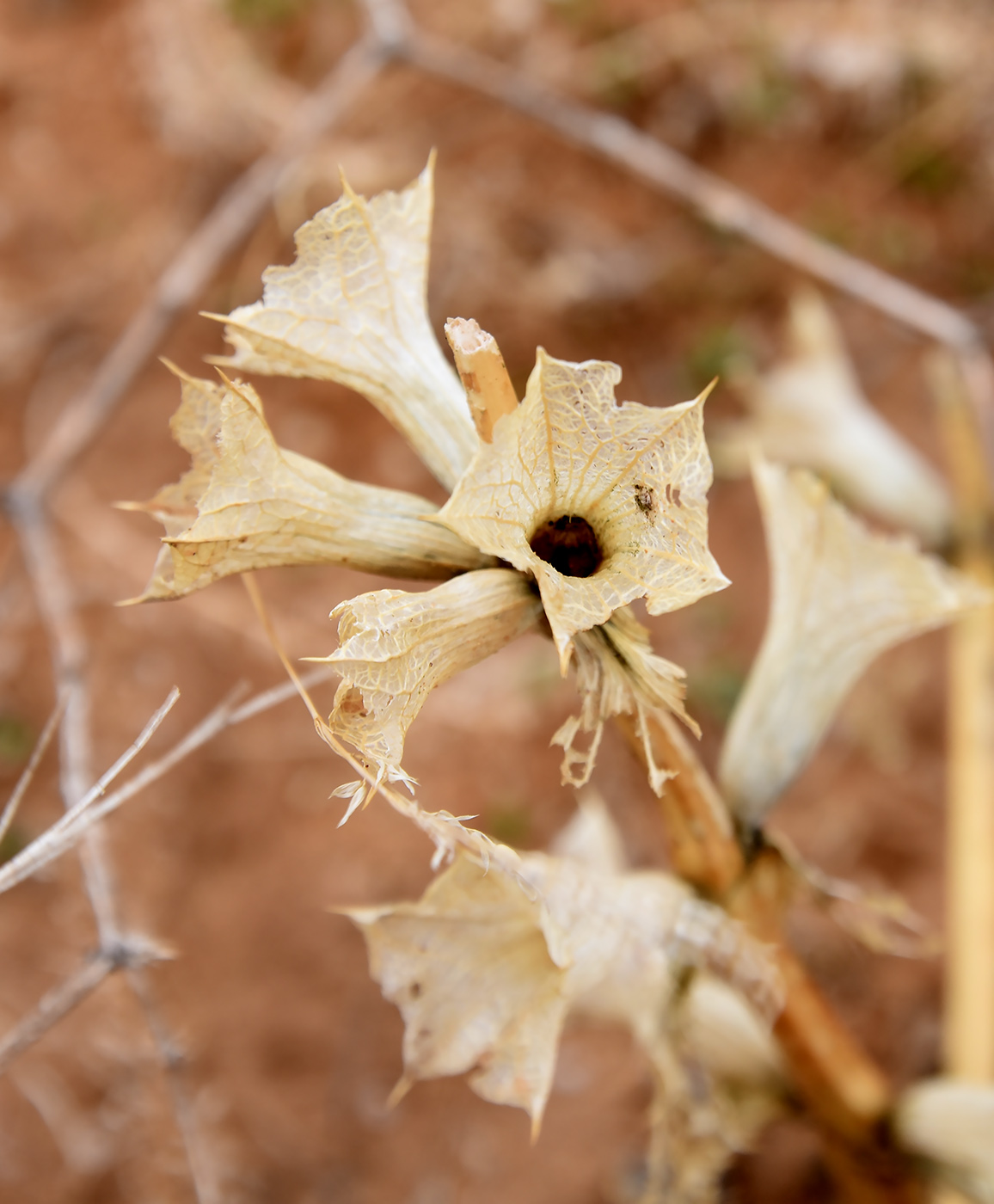 Image of Eremostachys tuberosa specimen.