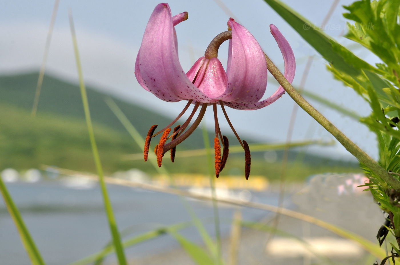 Image of Lilium cernuum specimen.