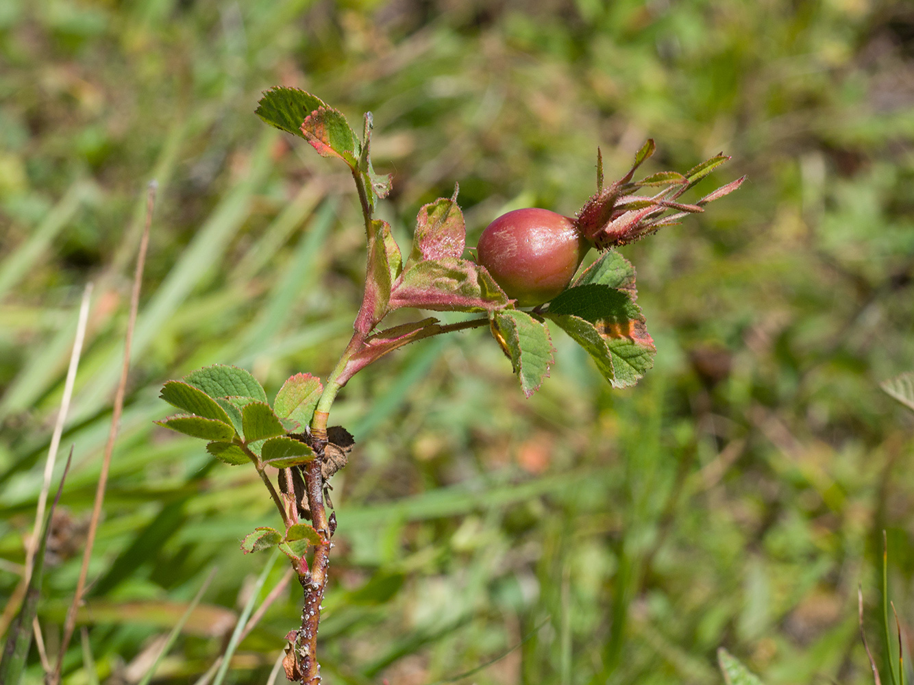 Изображение особи Rosa pulverulenta.