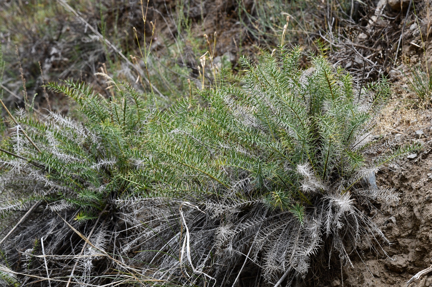 Изображение особи Cousinia verticillaris.