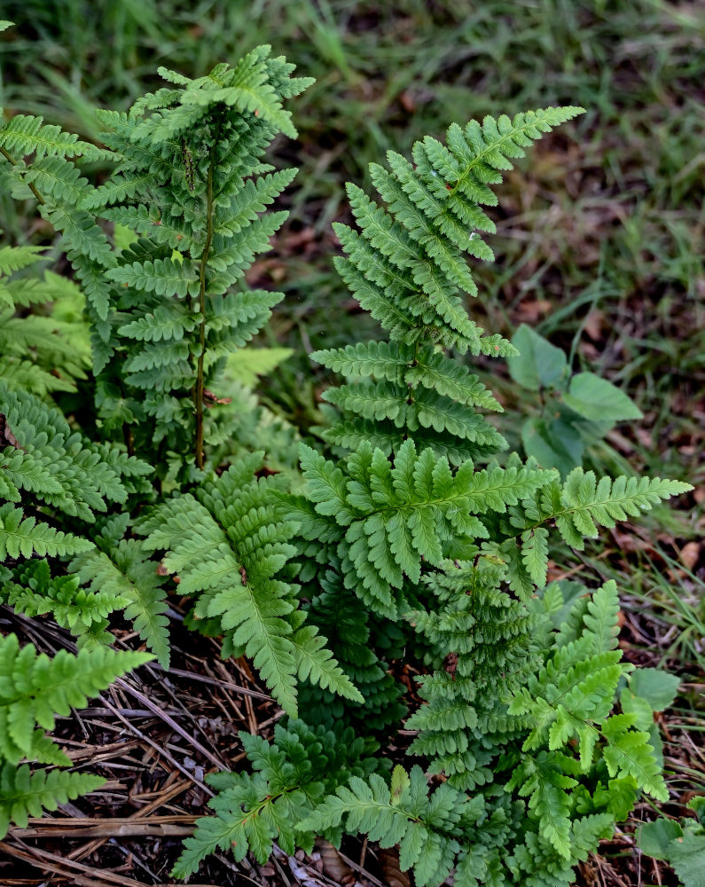 Image of Dryopteris cristata specimen.