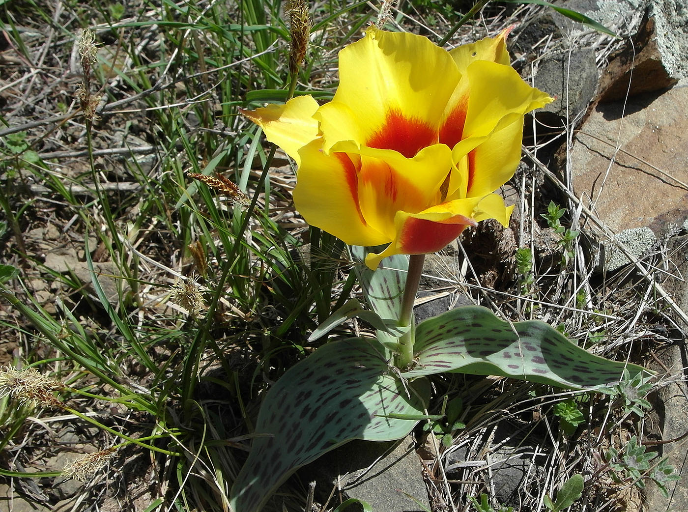 Image of Tulipa greigii specimen.