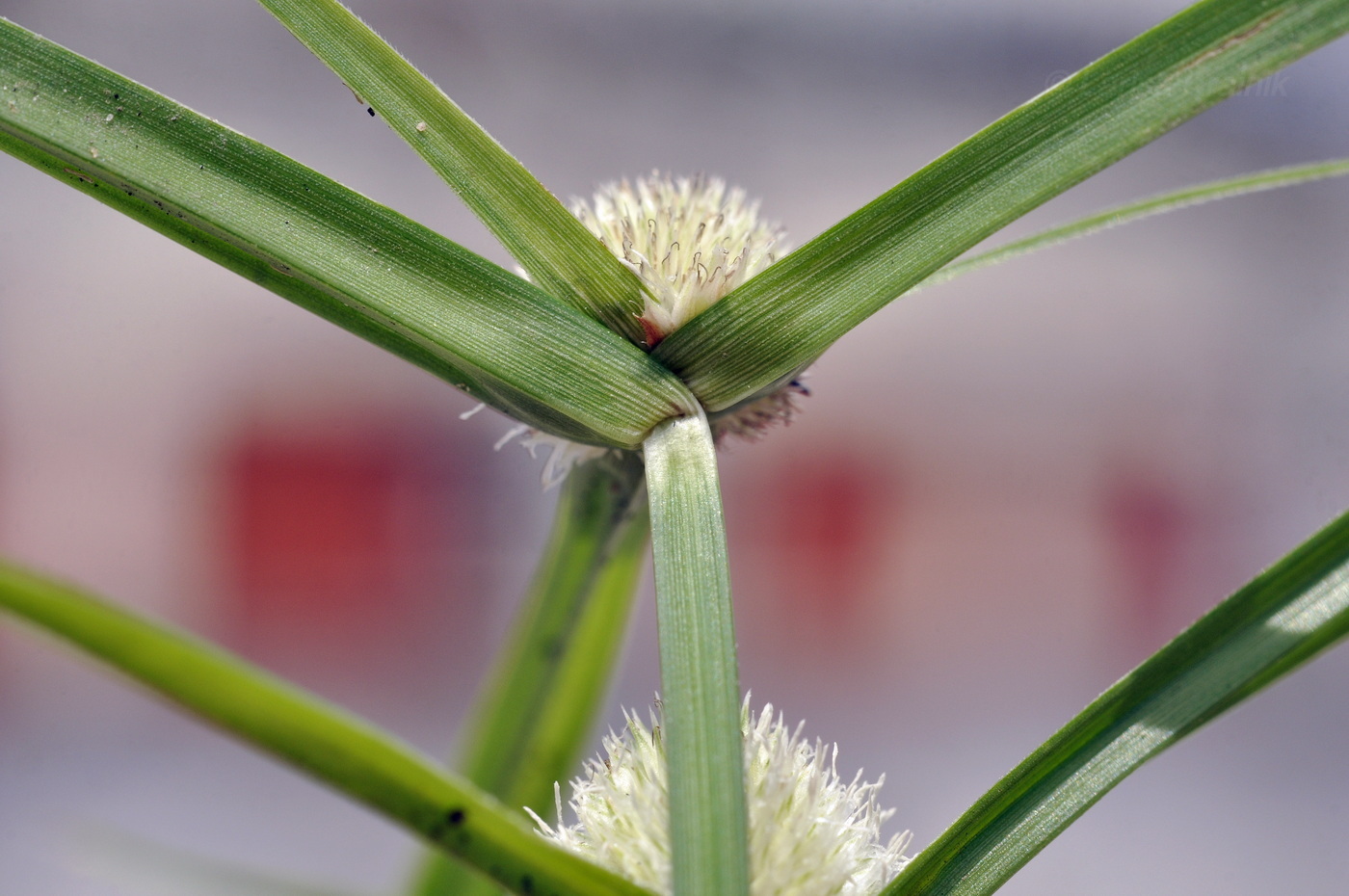 Image of Kyllinga nemoralis specimen.