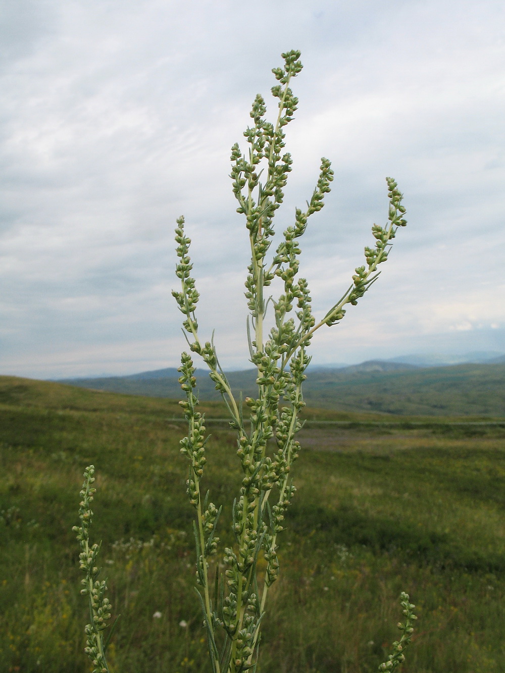 Изображение особи Artemisia marschalliana.