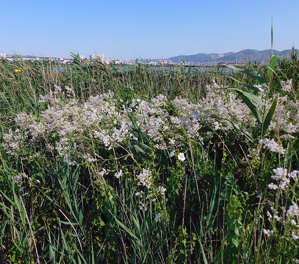 Изображение особи Lepidium latifolium.