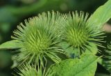 Arctium lappa