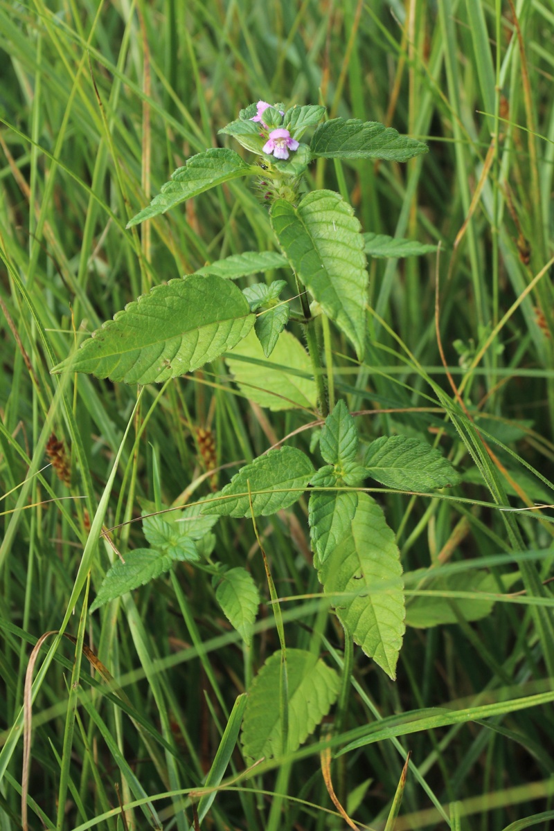 Image of Galeopsis tetrahit specimen.