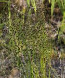 Juncus articulatus