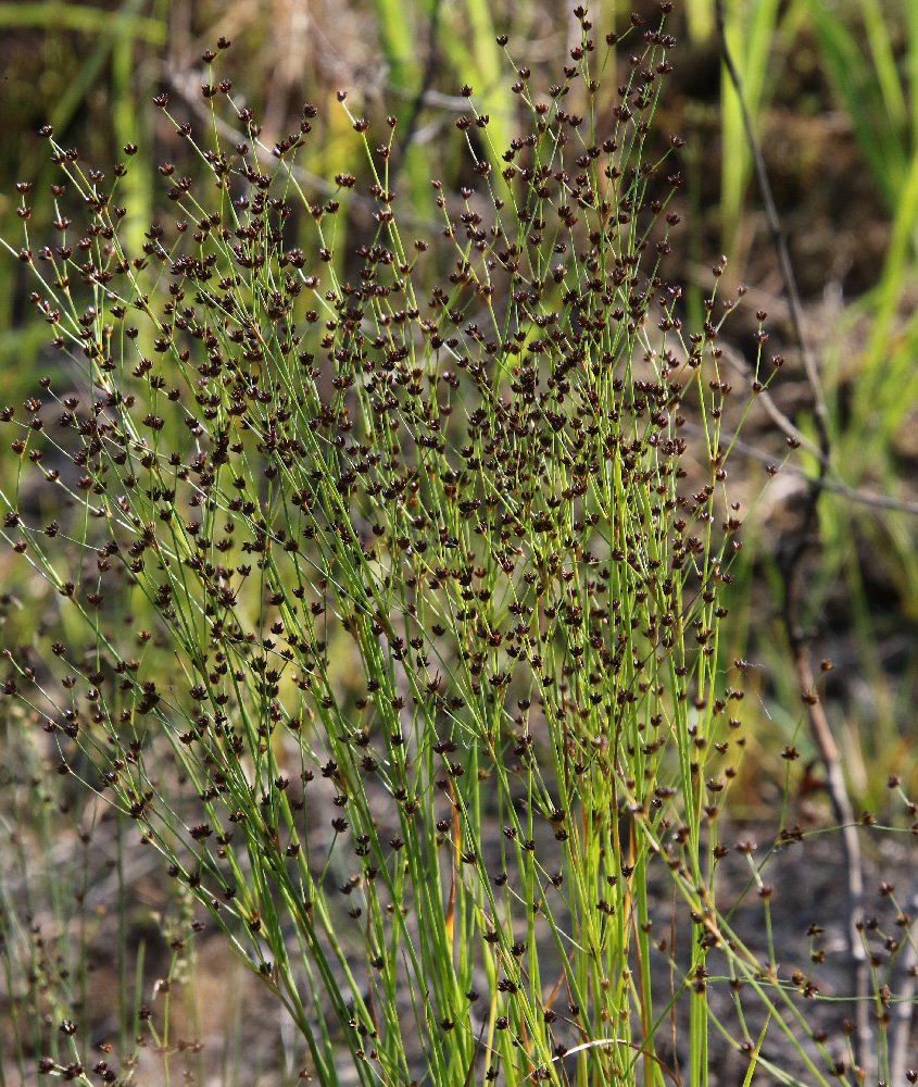 Image of Juncus alpino-articulatus specimen.