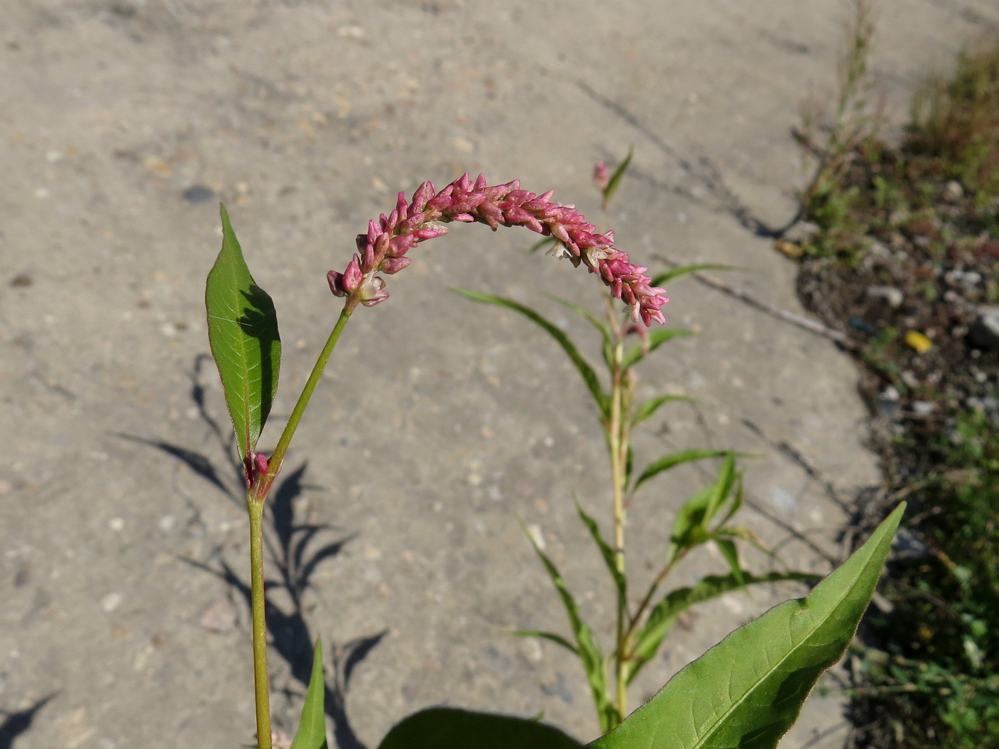 Image of Persicaria lapathifolia specimen.