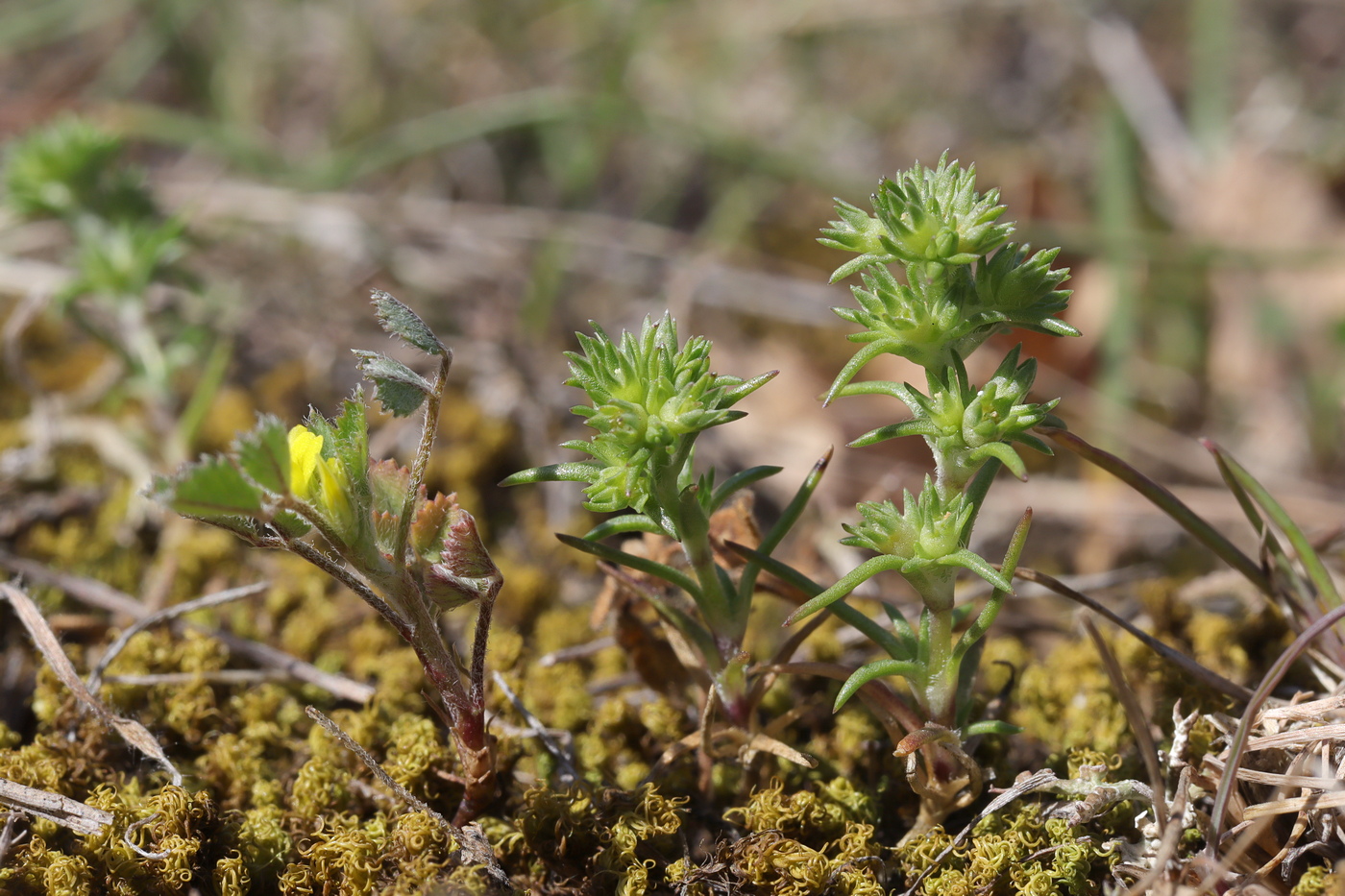 Изображение особи Scleranthus verticillatus.