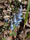 View full-size image Corydalis ambigua