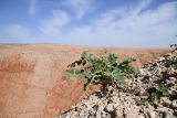 Смотреть изображение род Astragalus