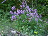View full-size image Hesperis matronalis