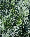 Смотреть изображение Ruta graveolens