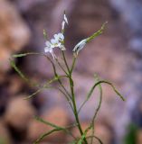 Смотреть изображение Arabis nordmanniana