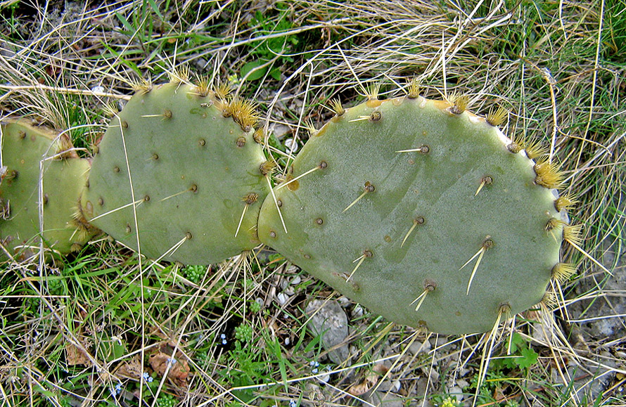 Image of genus Opuntia specimen.