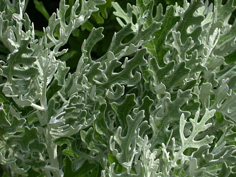 Image of Senecio cineraria specimen.