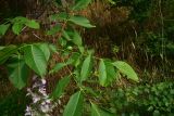 View full-size image genus Juglans