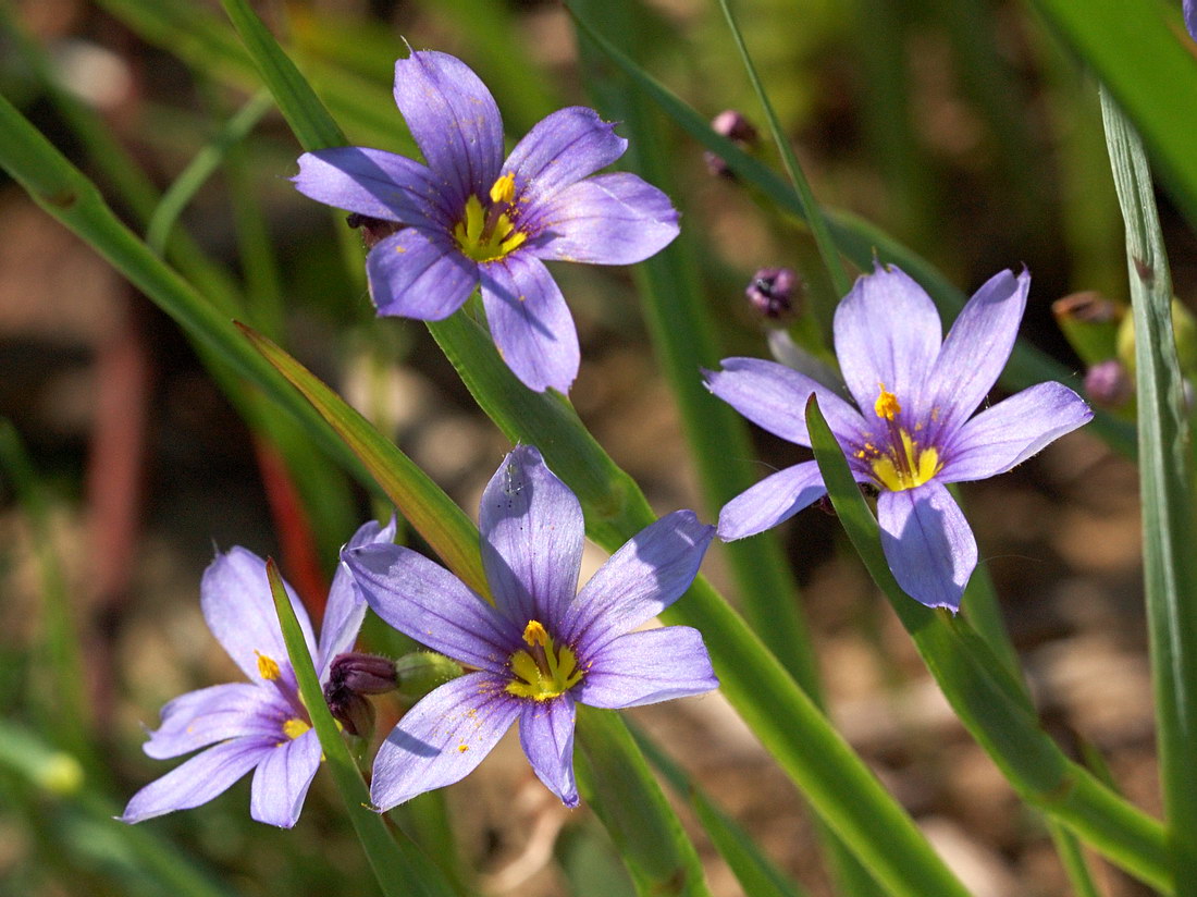 Image of Sisyrinchium septentrionale specimen.