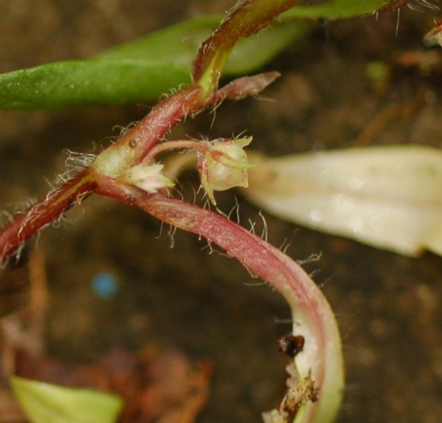 Image of Pseudostellaria japonica specimen.