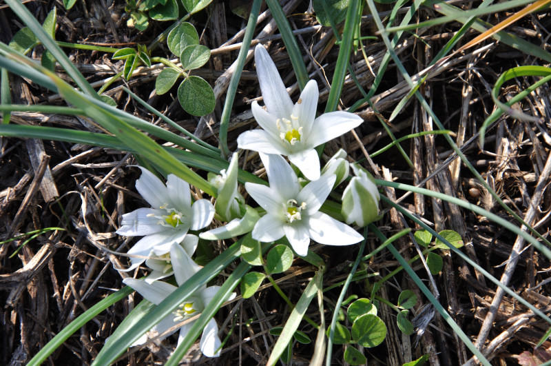 Image of genus Ornithogalum specimen.