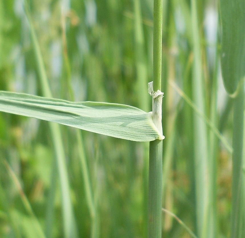 Изображение особи род Calamagrostis.