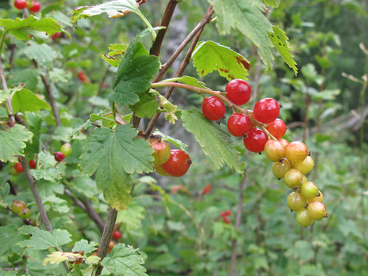 Image of Ribes alpinum specimen.