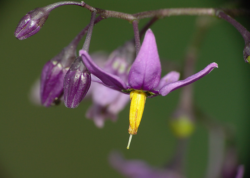 Image of Solanum dulcamara specimen.