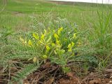 Astragalus henningii. Цветущее растение на степном склоне. Украина, Донецкая обл., Новоазовский р-н, балка Безыменная. 09.05.2011.