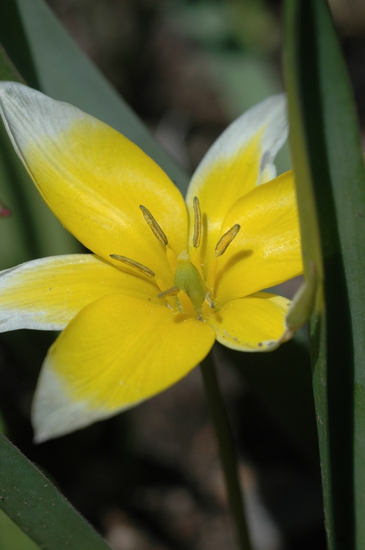 Изображение особи Tulipa turkestanica.