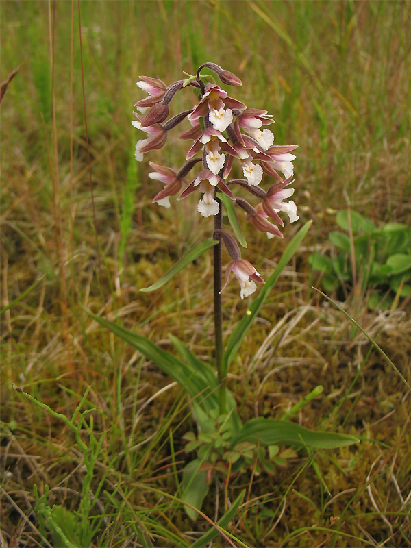 Изображение особи Epipactis palustris.