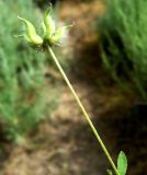 Astragalus filicaulis. Соплодие. Копетдаг, Чули. Май 2011 г.