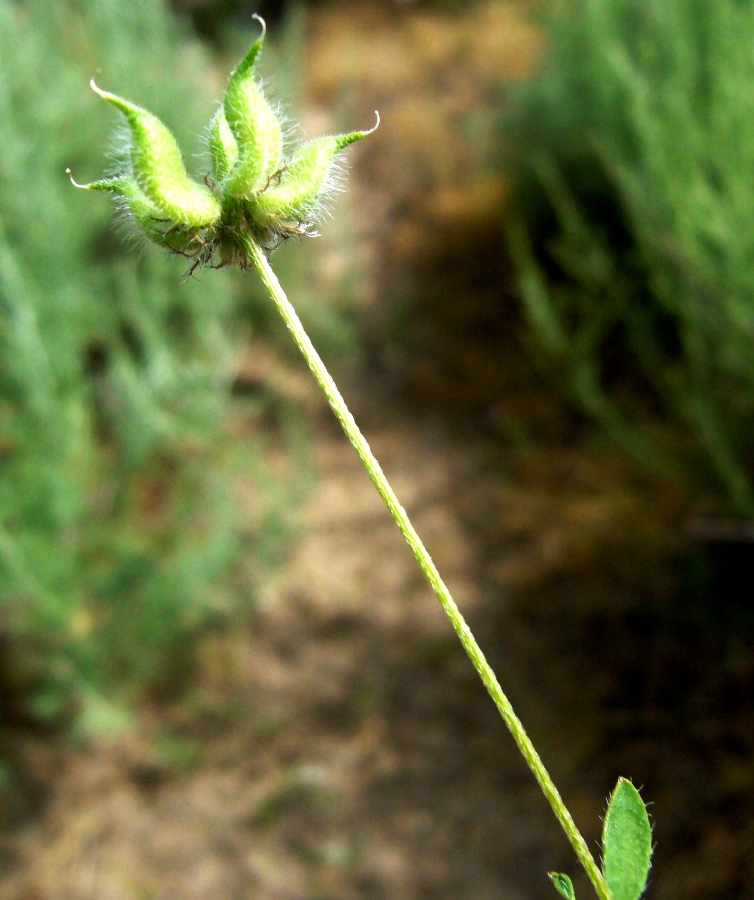 Image of Astragalus filicaulis specimen.