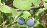 View full-size image Prunus stepposa