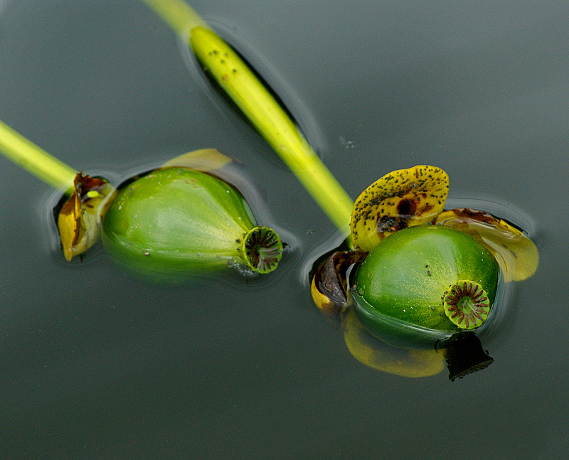 Image of Nuphar lutea specimen.