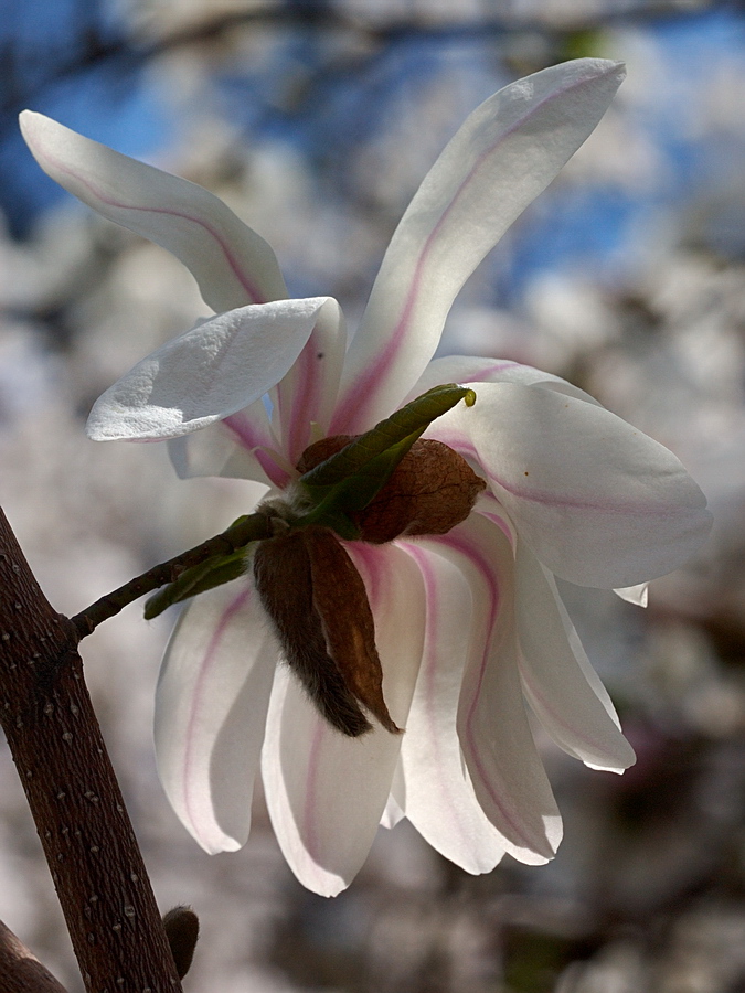 Image of Magnolia stellata specimen.