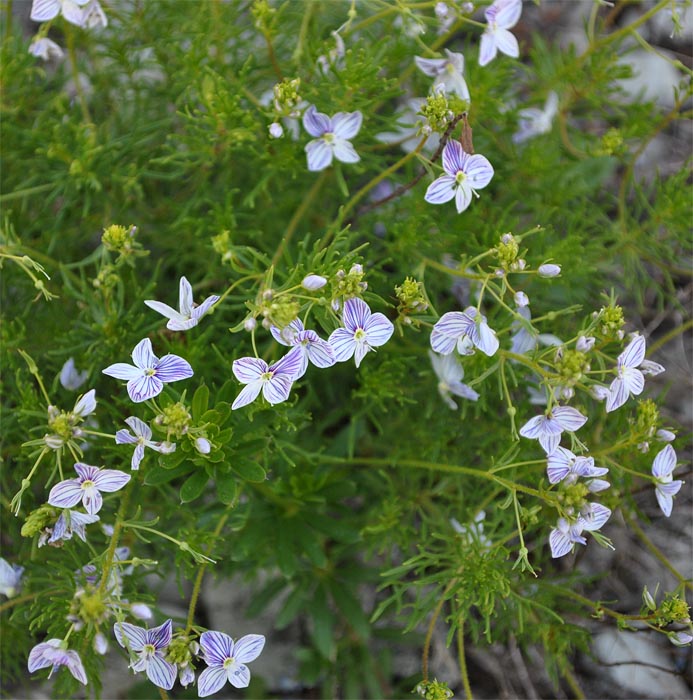 Image of Veronica filifolia specimen.